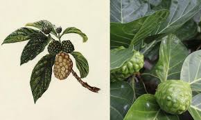 Image result for Ozoroa nitida