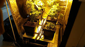 6 Pot Recirculating Satellite Hydroponic System Kit Clay Pots Pump Irrigation Tank Timer High Performance Afterpay Available Hydrocentre Hydroponics