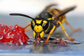 Die Beliebtesten Irrtumer Uber Wespen Geolino