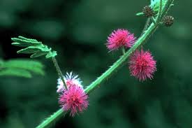 Image result for Mimosa diplotricha