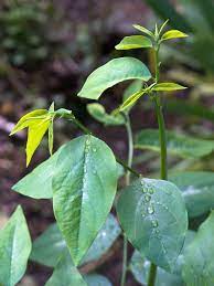 Cekur manis adalah sayuran yang sedap dimakan. Pokok Cekur Manis Wikipedia Bahasa Melayu Ensiklopedia Bebas
