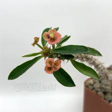 Image result for Euphorbia williamsonii