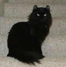 Often thick and plush, these coats can run the gamut in length from just long enough not to if you're looking for long haired black cat breeds, you can definitely find those listed here. The Unexposed Secret Of Black Cats Breeds Disk Trend Magazine