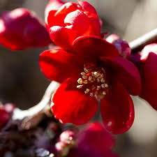Many of the bonsai he has been training for over 30 years in containers. Buy Quince Shrubs Plants Georgia Pixies Gardens