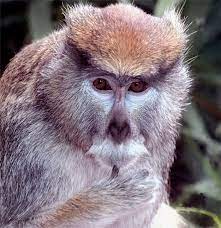 27 List Different Types Of Monkeys Facts And Information Types Of Monkeys Patas Monkey Different Types Of Monkeys