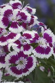 Image result for Dianthus chimanimaniensis