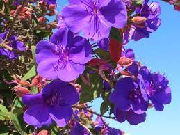 It can live in climates as cold as zone 2, so it is a great choice for a landscape accent in cold regions. Tibouchina Urvilleana Boething Treeland Farms