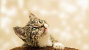 We did not find results for: Arti Mimpi Melihat Kucing Mati Sebuah Tanda Peringatan Tribun Lampung