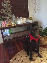 1 blue jay red fox lab puppies. Red Lab Puppies For Sale California Peepsburgh