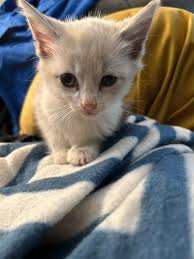 Male blue heeler needs forever home with backyard