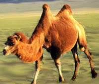 Keressen double humpback camel black sign isolated témájú hd stockfotóink és több millió jogdíjmentes fotó, illusztráció és vektorkép között a shutterstock gyűjteményében. Camels Zoology For Ias Ifos And Other Competitive Exams