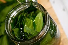 A Recipe For Making Your Own Bay Leaf Oil That Is Great For Use In The Kitchen And For Herbal Medicinal Purposes Herbs Herbalism Oils