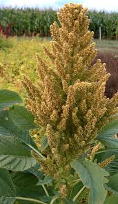 Image result for Amaranthus dubius