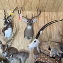 ADDICTED TO RACKS TAXIDERMY - Updated May 2024 - Request ...