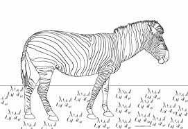 The coloring page is printable and can be used in the classroom or at home. Free Printable Zebra Coloring Pages For Kids