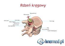 Rdzeń kręgowy nerwy rdzeniowe impuls nerwowy istota szara istota biała nerw rdzeniowy korzeń grzbietowy korzeń brzuszny. Rdzen Yodatalks
