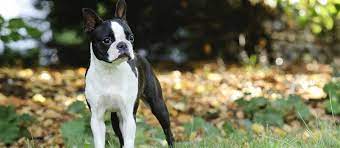 Purebred puppies are always expensive, which is sad since so many unwanted dogs are killed every year. Boston Terrier Puppies For Sale Greenfield Puppies
