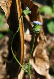 Image result for Crassocephalum rubens