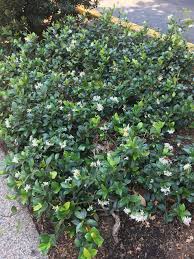 Check spelling or type a new query. Ground Cover Xera Plants