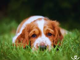 Image result for velššpringršpaněl