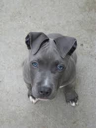 Pin On Pit Bull