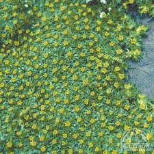 Image result for Pimpinella trifurcata