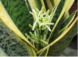Sansevieria olarak bilinen türlerden paşa kılıcı, kılıç çiçeği veya kaynana dili pek çoğumuzun evinde bulunan her zaman yeşil kalan nadiren çiçek açan. Pasa Kilici Sansevieria Evde Usta Var