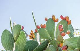 Las plantas de cactus vienen en diversas variedades y formas. Alimentos El Cactus El Mejor Descubrimiento Gastro Que Haras Este Ano