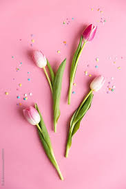 Tulips On Pink By Ruth Black For Stocksy United Fondos De Pantalla De Iphone Fondos De Flores Fondos De Colores