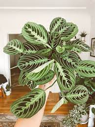 Pin On Plant Babies