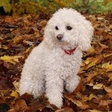 Miniatures may have been used to hunt truffles. Miniature Poodle Puppies For Sale From Reputable Dog Breeders