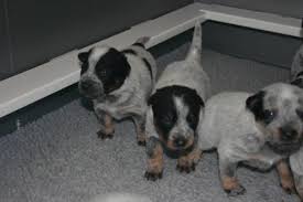 Find australian cattle dog puppies and dogs for adoption today! Blue Australian Cattle Dog Puppies For Sale In Fallbrook California Classified Americanlisted Com