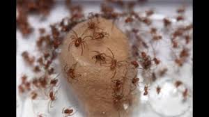 Are black widow spiders dangerous? Baby Black Widow Spiders Youtube