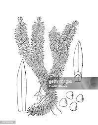 Image result for Lycopodiaceae