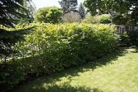 Image result for Živý plot z habru