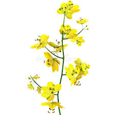 Image result for Fabaceae subfamily Caesalpinioideae