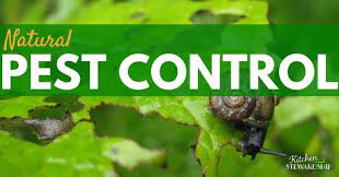 Learn how to control garden pests organically so you protect the environment while you make sure you get the best harvest. Natural Ways To Control Pests In Your Organic Garden