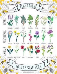 This species of bee was discovered by a group of carpenters. This Girl Lel Bee Helpful Bee Friendly Plants Bee Friendly Garden Plants