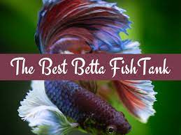 An aquarium substrate (sand, gravel, etc.) setting up the tank for your betta: How To Set Up A Betta Tank Pethelpful