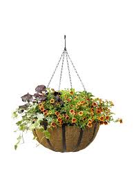 They adopt a spreading habit when grown in containers or hanging baskets. Hanging Baskets Aquasav Oxford Hanging Basket 18 Gardeners Com