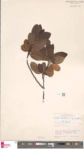 Image result for Enteropogon monostachyos