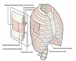 The rib cage has three important functions: Easy Notes On Intercostal Muscles Learn In Just 3 Minutes Earth S Lab