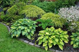 Shade Garden Ideas Best Shade Garden Ideas Luxury Garden Ideas Awesome Small North Facing Garden Design Than Luxury Shade Garden Ideas Ontario Cvety