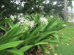 This bulb is for warmer zones and climates,. Garden Notes From Hawaii Hawaii Spider Lily Crinum Asiaticum Crinum Augustim
