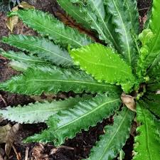 Image result for Asplenium anisophyllum