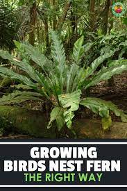 Birds Nest Fern How To Grow And Care For Asplenium Species Epic Gardening Bird Nest Fern Outdoor Plants Bird Nest