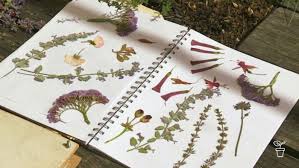 Work forward to prevent disturbing the flowers in between the pages. Pressing Matters Fact Sheets Gardening Australia Gardening Australia