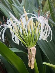 Image result for Crinum asiaticum