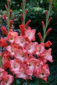 Gladiolus Hybrida Sogno Gladiolus Flowers Landscape