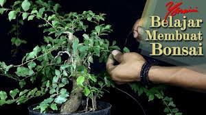 Berburu bahan bonsai rukem di surganya pohon serut dapat tambahan kaliage/sisir#berburu#berburubonsai#bonsai Flacourtia Rukam Alchetron The Free Social Encyclopedia